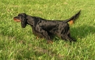 Stetson